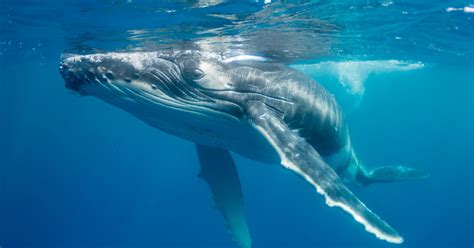 are whales endangered of extinction